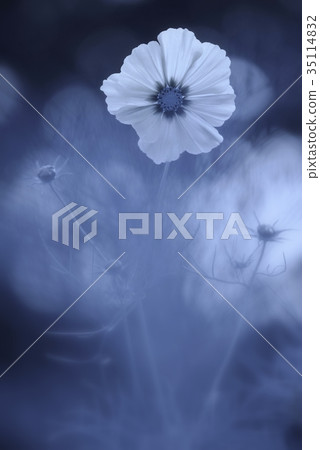 Blue Cosmos 35114832