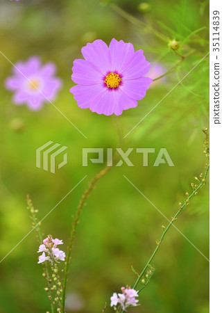 Maiden Flower Maiden Flower 35114839