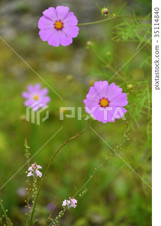 Maiden Flower 35114840