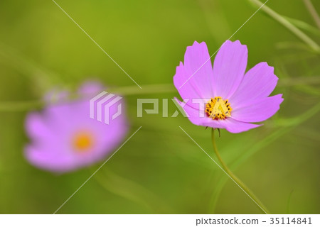 Maiden Flower Maiden Flower 35114841