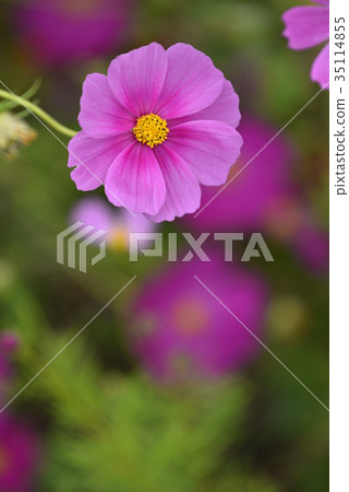 Maiden Flower 35114855