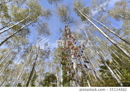 White birch in early autumn White birch in early autumn 35114882