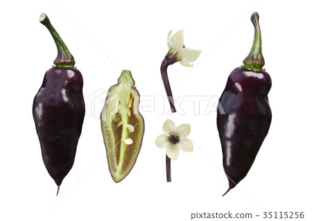 Pimenta De Neyde C. chinense pepper, paths 35115256
