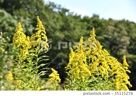 Seiitakahawadanchi So（高泡沫成長） 35115278