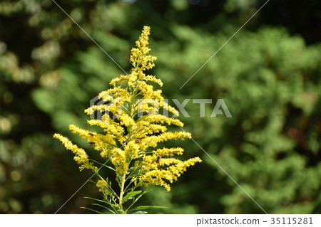 Seiitakahawadanchi So (Tall Foam Growth) 35115281