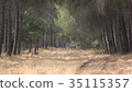 Nature Forest And Trees 35115357