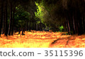 Evening Dark Forest Scene 35115396