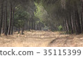 Nature Forest And Trees 35115399