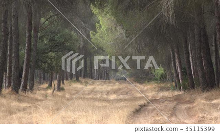 Nature Forest And Trees Nature Forest And Trees 35115399