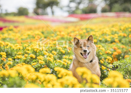 Cute Shiba Inu In A Flower Field Looking At Stock