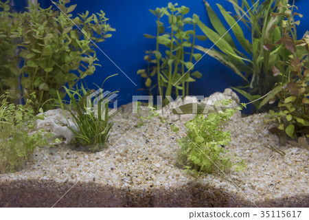 Planted Freshwater Aquarium Planted Freshwater Aquarium 35115617