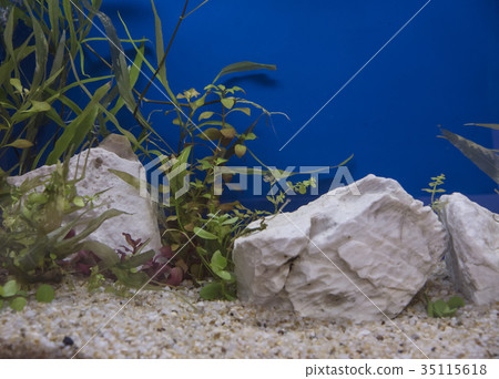 Planted Freshwater Aquarium Planted Freshwater Aquarium 35115618