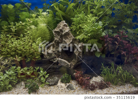 Planted Freshwater Aquarium Planted Freshwater Aquarium 35115619