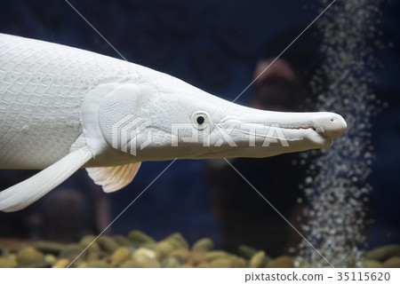Siberian sturgeon (Acipenser baerii). Siberian sturgeon (Acipenser baerii). 35115620