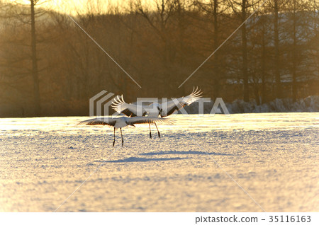 丹頂鶴Sarunukamui濕地神 35116163