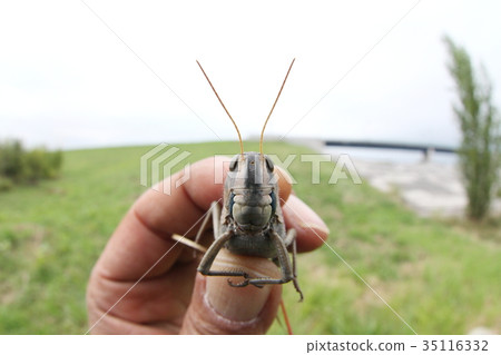 我被抓了 35116332