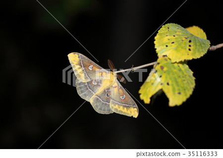 烏鴉sta Viga在秋天 35116333