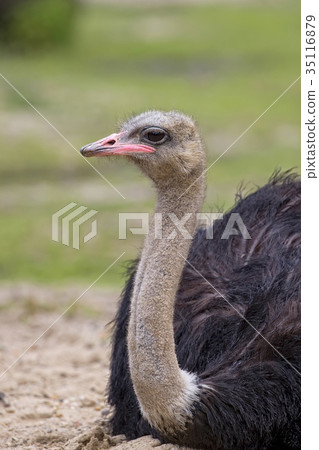 Ostrich in the wild, a portrait Ostrich in the wild, a portrait 35116879