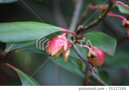 moccoccus的果實 35117288