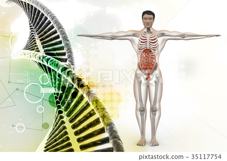 human anatomy human anatomy 35117754