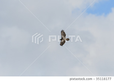 Hachikuma Flight 35118177