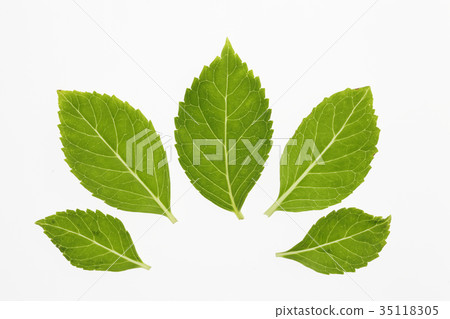 Ajisai leaves 35118305