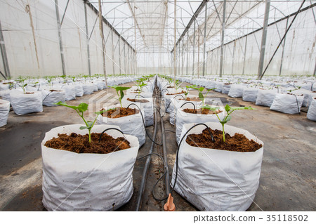 cucumber plant growing in greenhouse cucumber plant growing in greenhouse 35118502