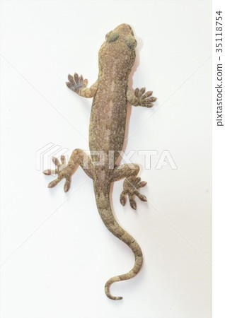 Two-horned yellowtail white background Two-horned yellowtail white background 35118754
