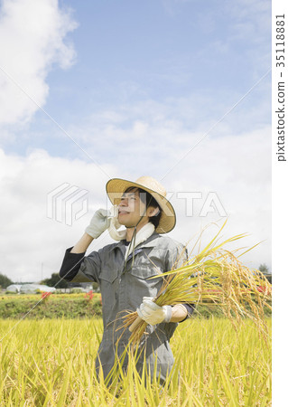 收割稻穀流汗的農民 35118881