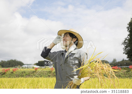 Farmer who sheds sweat by harvesting rice 35118883