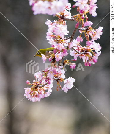 Sakura and mezzo 35119174