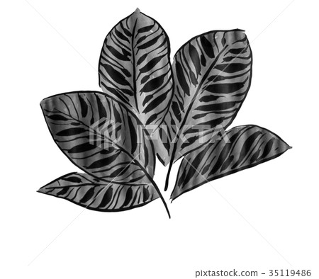 Part of the foliage plant of the ink painting Karathea <image of interior> Part of the foliage plant of the ink painting Karathea <image of interior> 35119486