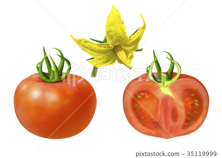 Tomato Tomato 35119999