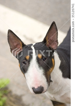 Bull Terrier dog 35120741
