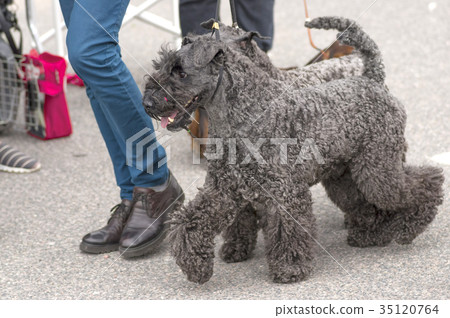 Schnauzer mittel Close-up 35120764