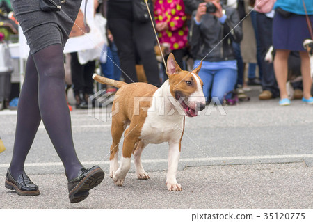 Bull Terrier dog 35120775
