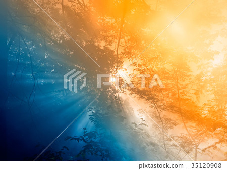 Smoke from a forest fire rises through the trees 35120908