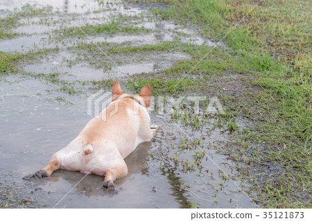 French bulldog excecise in the field 35121873