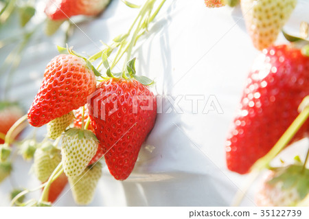 Strawberry in hydroponic culture Strawberry in hydroponic culture 35122739