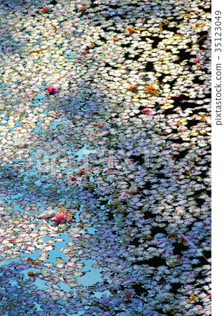 Petals of the water 35123049