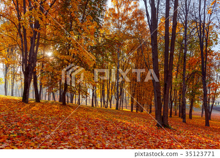 Yellow leaves in an autumn park. 35123771