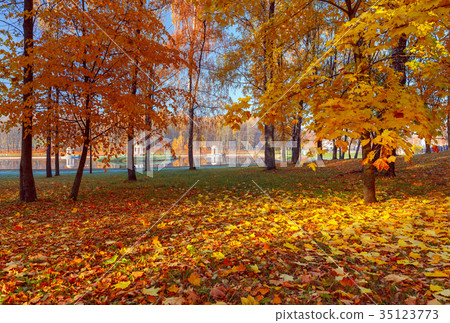 Yellow leaves in an autumn park. 35123773