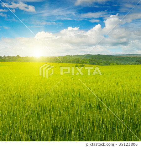 field and sunrise in the blue sky 35123806