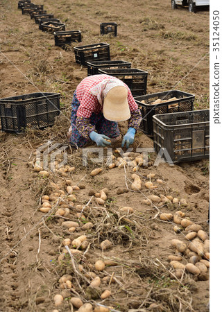 Taking a picture of a housekeeper harvesting wheat at the potato May Queen in a field in Asukazawa, Hokkaido Taking a picture of a housekeeper harvesting wheat at the potato May Queen in a field in Asukazawa, Hokkaido 35124050