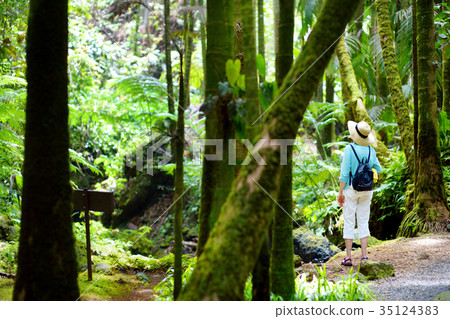 Tourist admiring lush tropical vegetation of the Hawaii Tropical Botanical Garden of Big Island Tourist admiring lush tropical vegetation of the Hawaii Tropical Botanical Garden of Big Island 35124383