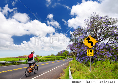 Beautiful purple jacaranda trees flowering along the roads of Maui island, Hawaii Beautiful purple jacaranda trees flowering along the roads of Maui island, Hawaii 35124384