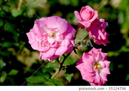 August Seabauer 35124706