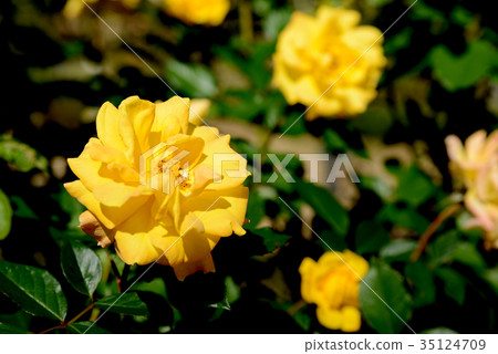 Goldmary 82 35124709