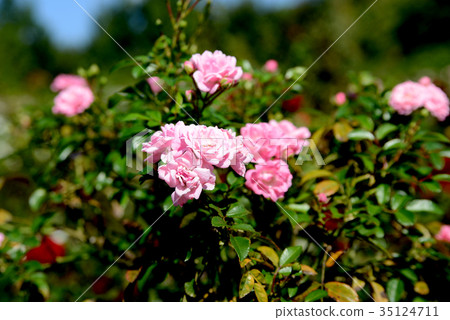 The fairy The fairy 35124711