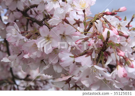 Cherry Blossom	 35125031